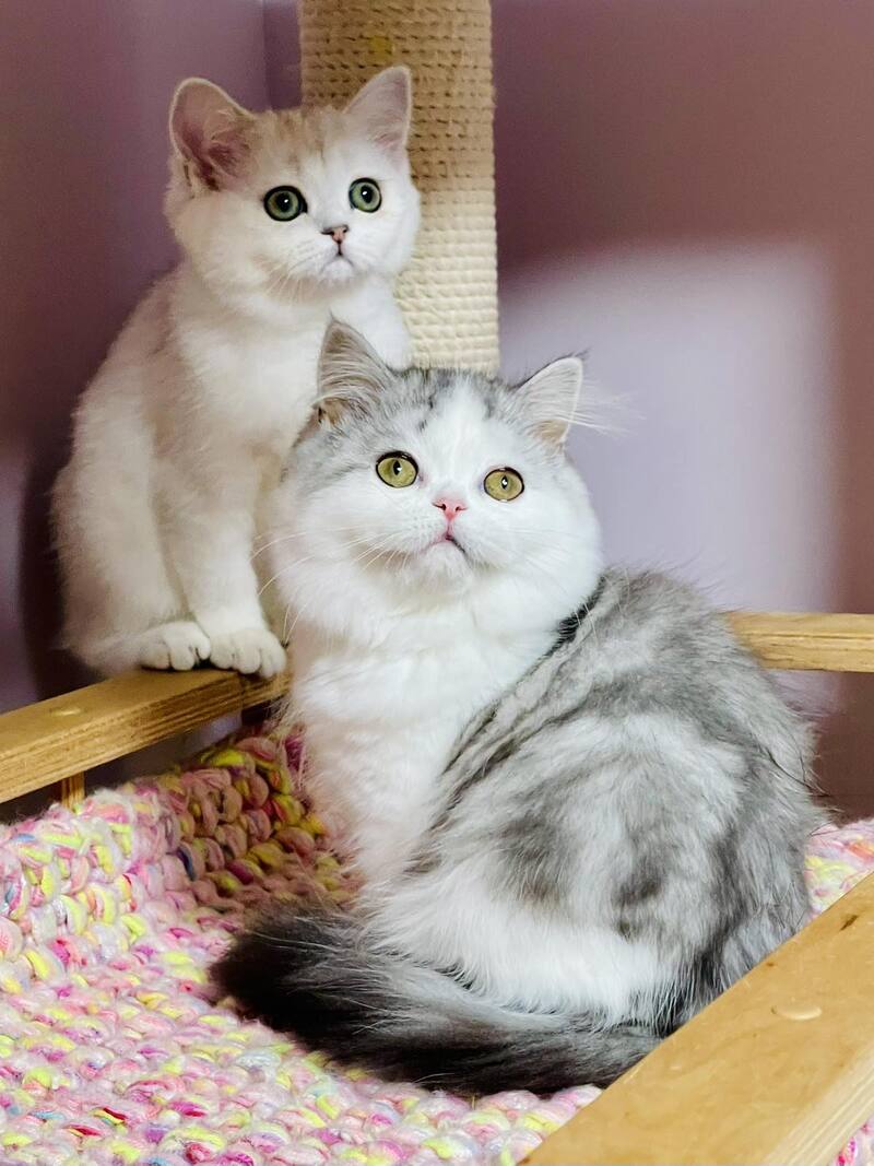 Monica Scottish Straight female, black silver tabby bicolour