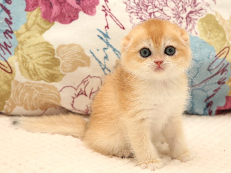 Yana Scottish Fold female black golden chinchilla - live animals
