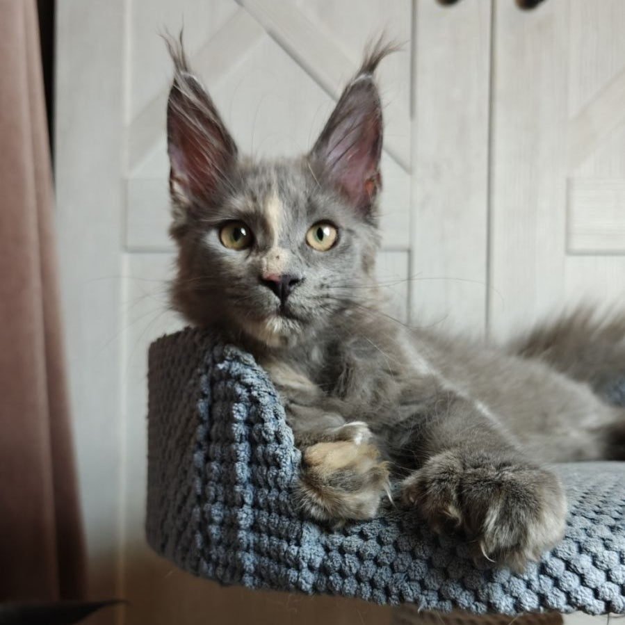 Buttercup Maine Coon polydactyl 5x6x6x6 female, blue tortie