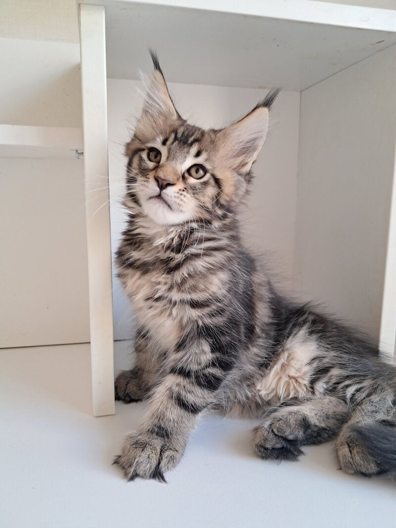 X-Archi Maine Coon male, black tabby