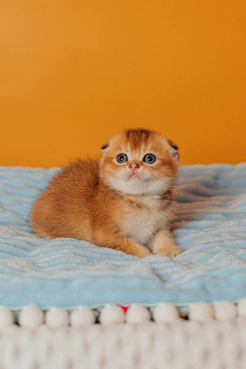 Vangog Scottish Fold male, black golden ticked tabby