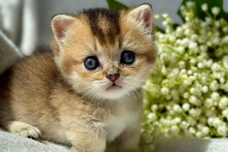 Tata Munchkin female, black golden ticked tabby