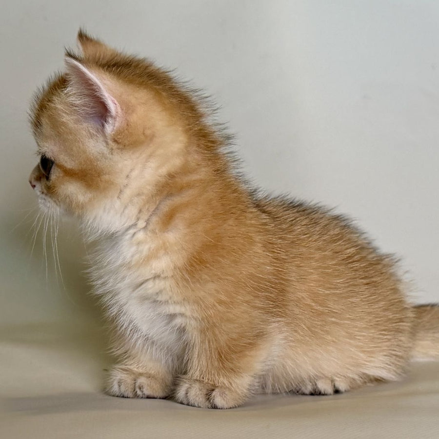 Quirka Munchkin female, black golden shaded