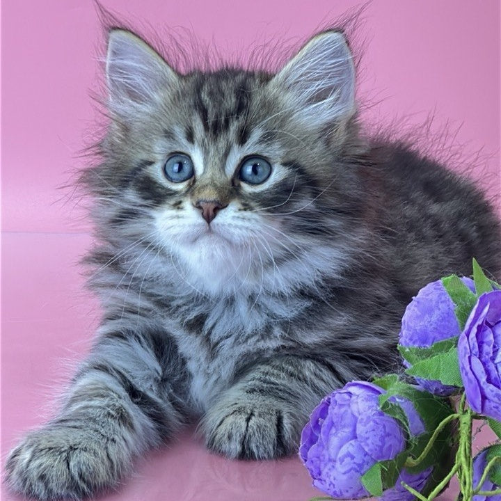 Yaros Siberian male, black tabby