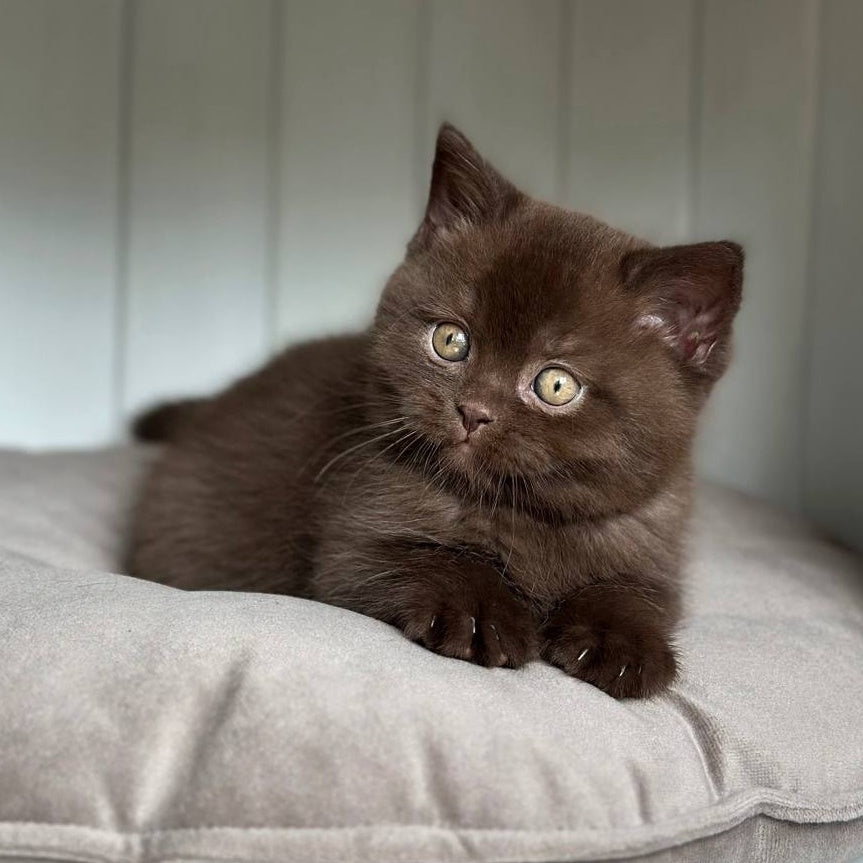 Lousie Scottish Straight male, chocolate