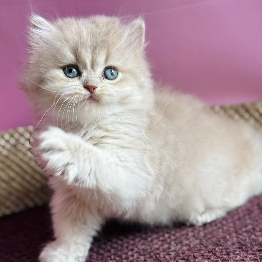 Shanti British Longhair female, lilac golden shaded