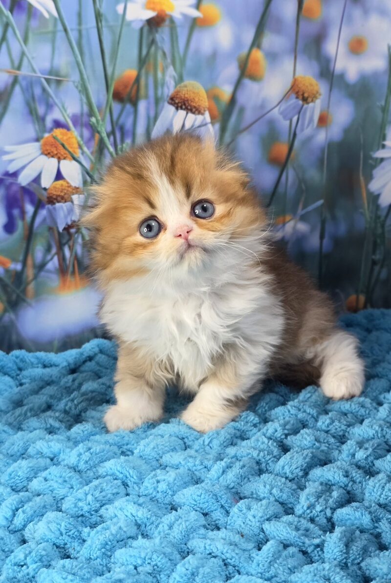 Izium Scottish Fold male chocolate golden shaded bicolour - live animals