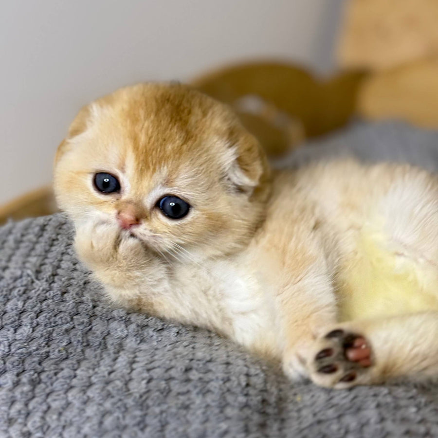 Nils Scottish Fold male, black golden chinchilla