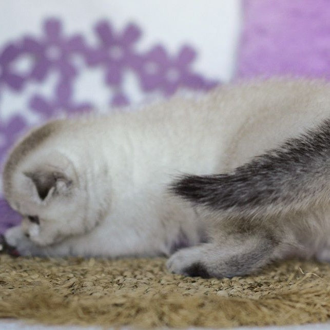 Unabi Scottish Fold female, black ticked tabby pointed