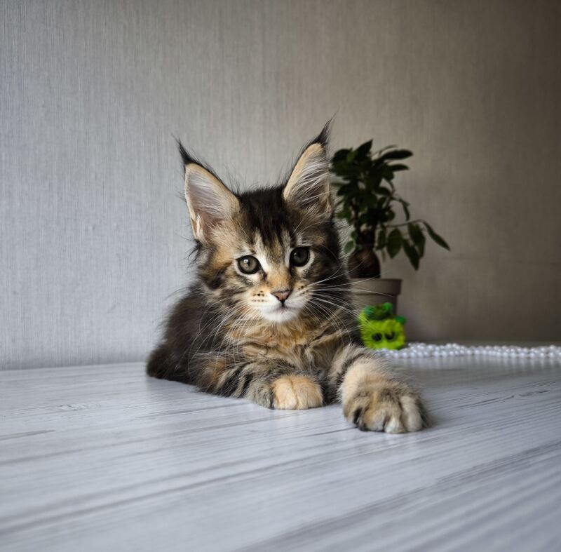 Daisy Maine Coon female, black tortie tabby