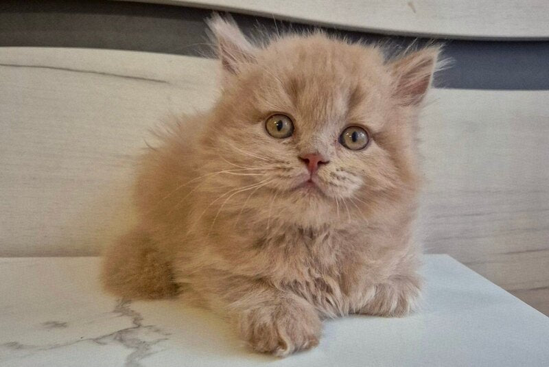 Teo British Longhair male, fawn