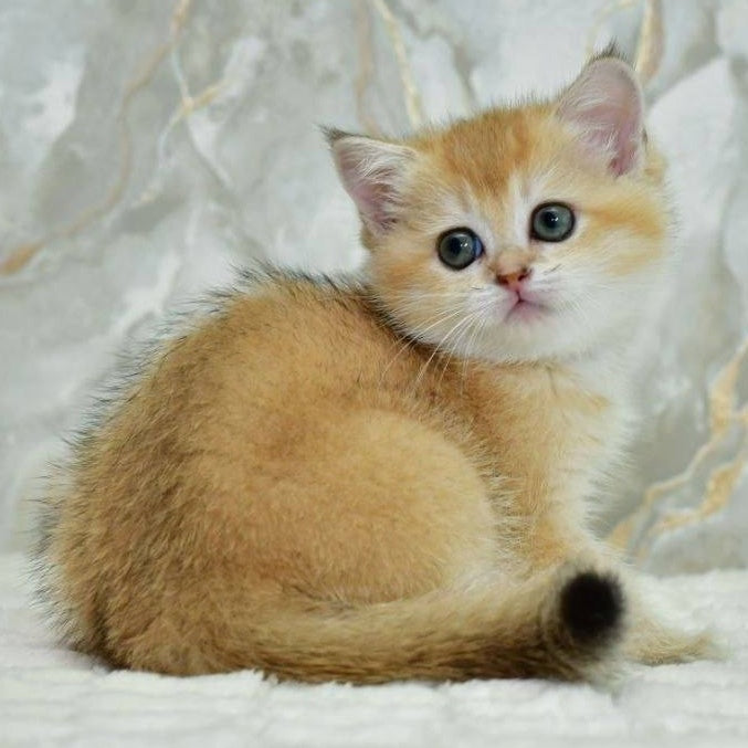 Milka Scottish Straight female, black golden shaded