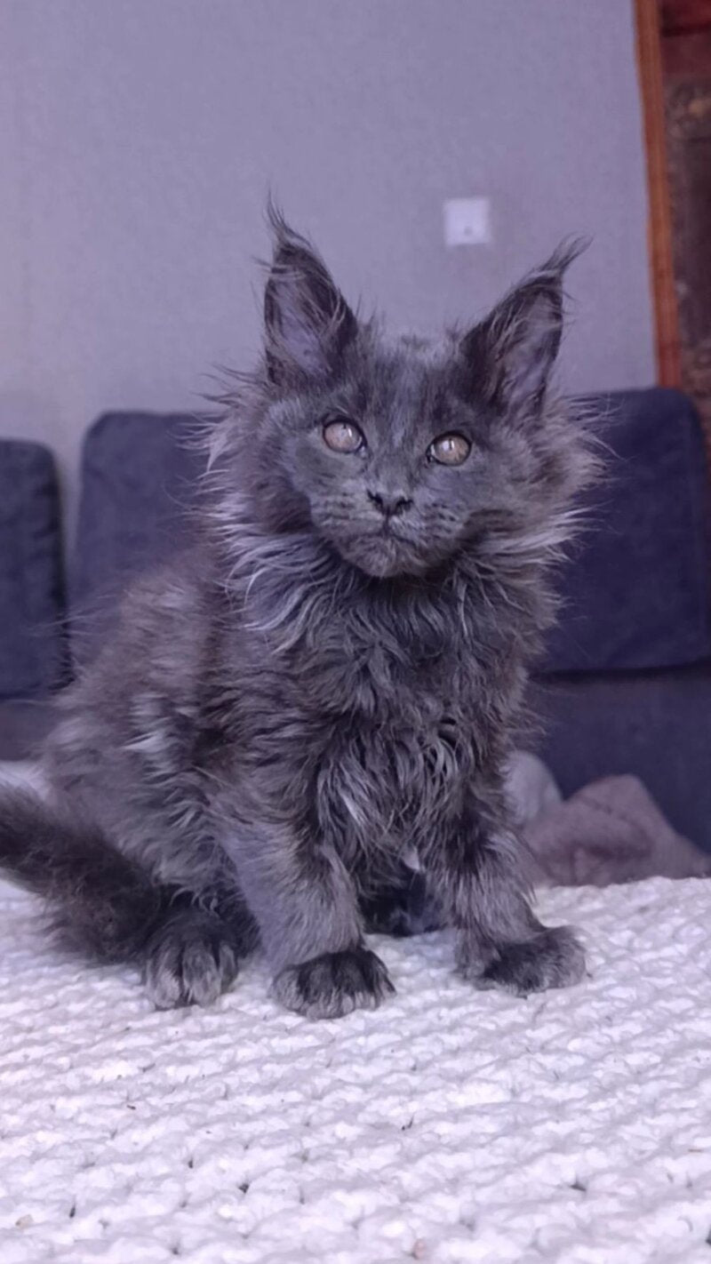 Persey Maine Coon male blue - live animals