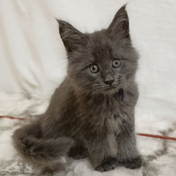 Felix Maine Coon male, blue silver