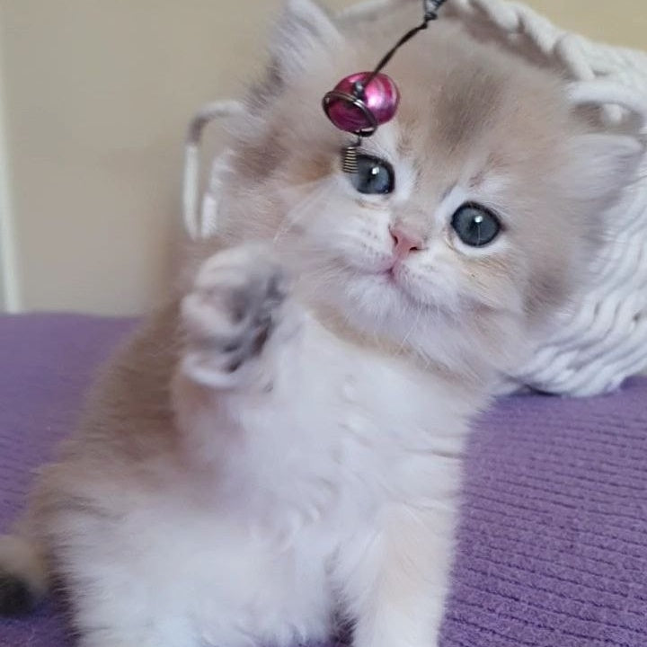 Yumi British Longhair male, blue golden chinchilla