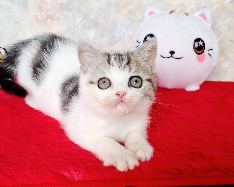 Rafaella Scottish Straight female, black tabby bicolour