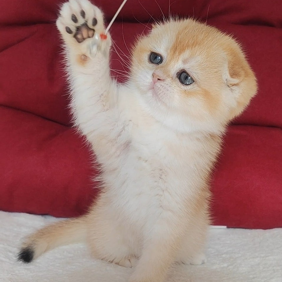 Yasmin Scottish Fold female, black golden chinchilla