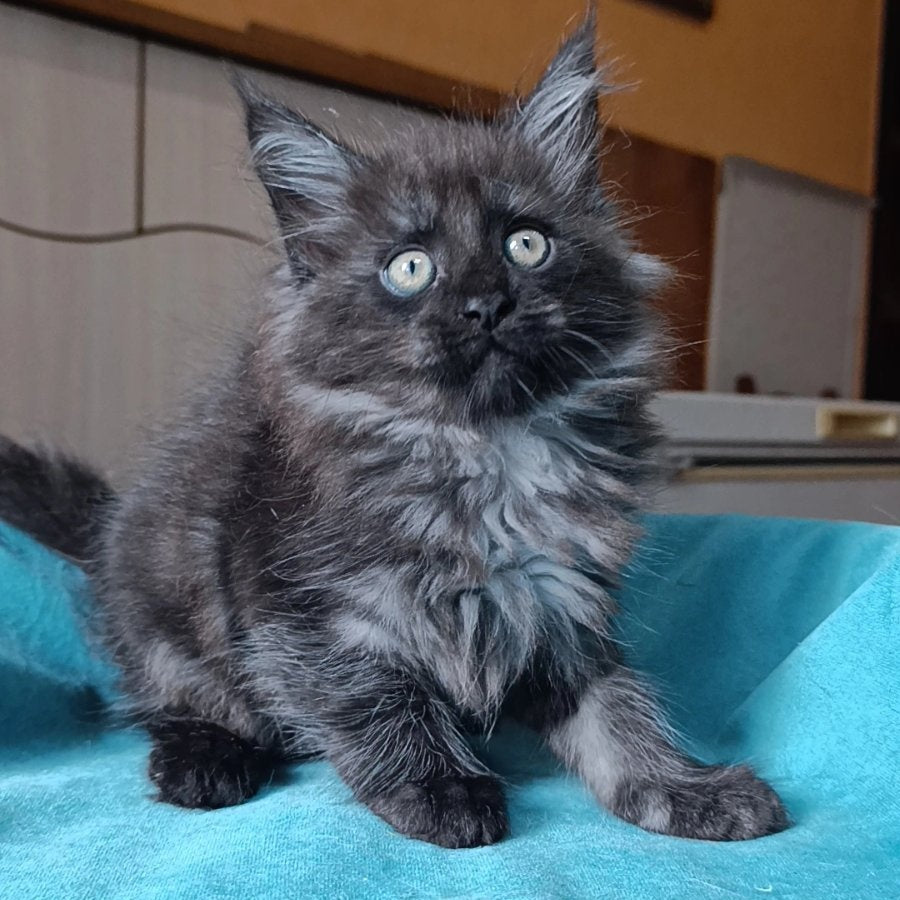 Quick Silver Maine Coon male, black silver