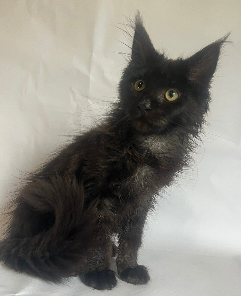 Emma Maine Coon female black - live animals