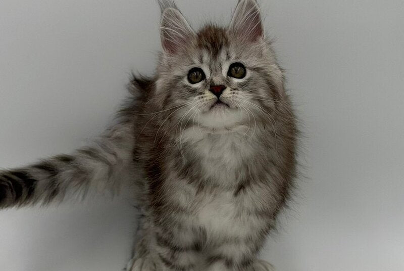Mantra Maine Coon female, black silver spotted tabby