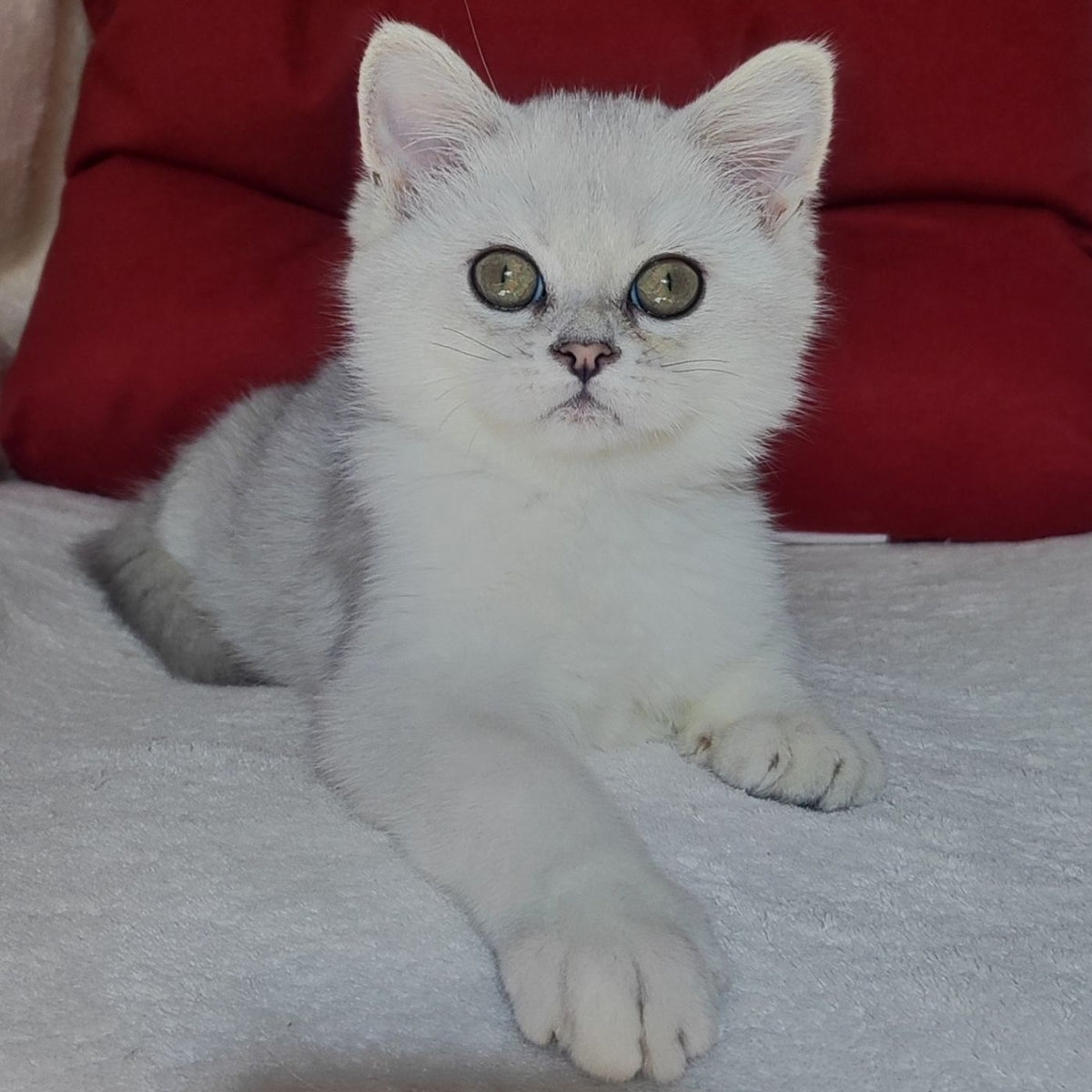Xan Scottish Straight male, blue silver ticked tabby