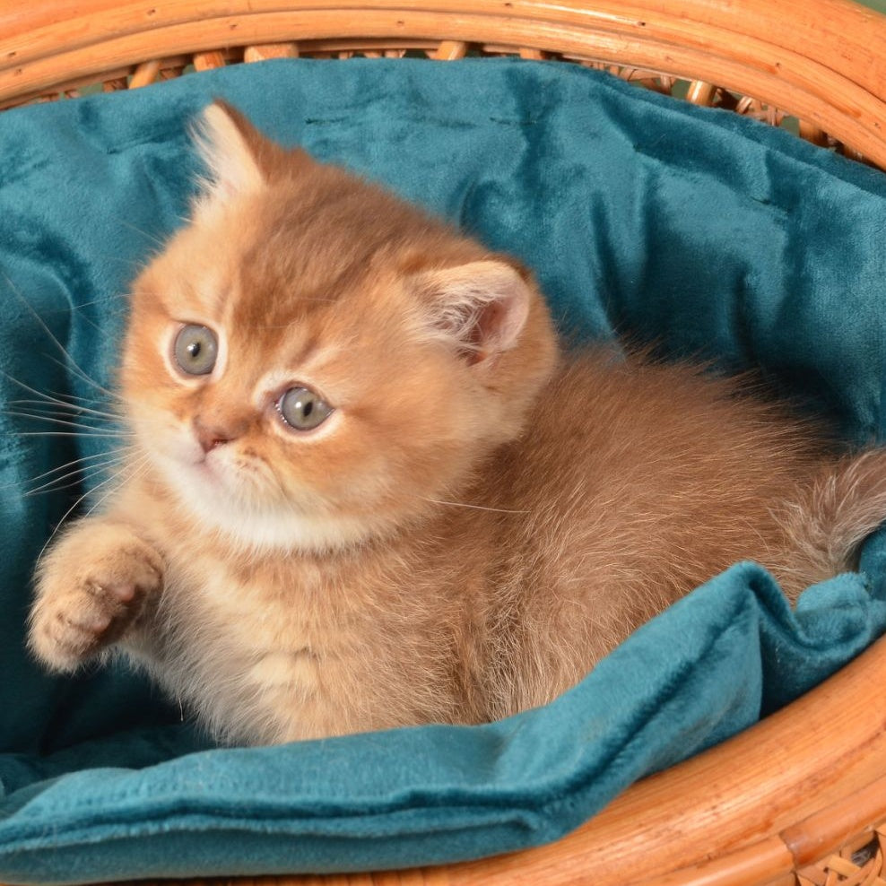Quentin Munchkin male, chocolate ticked tabby