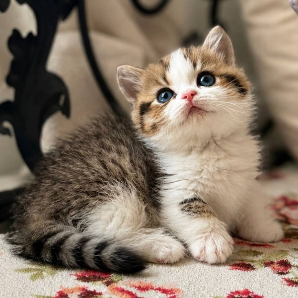 Simic Munchkin male, black golden spotted tabby bicolour