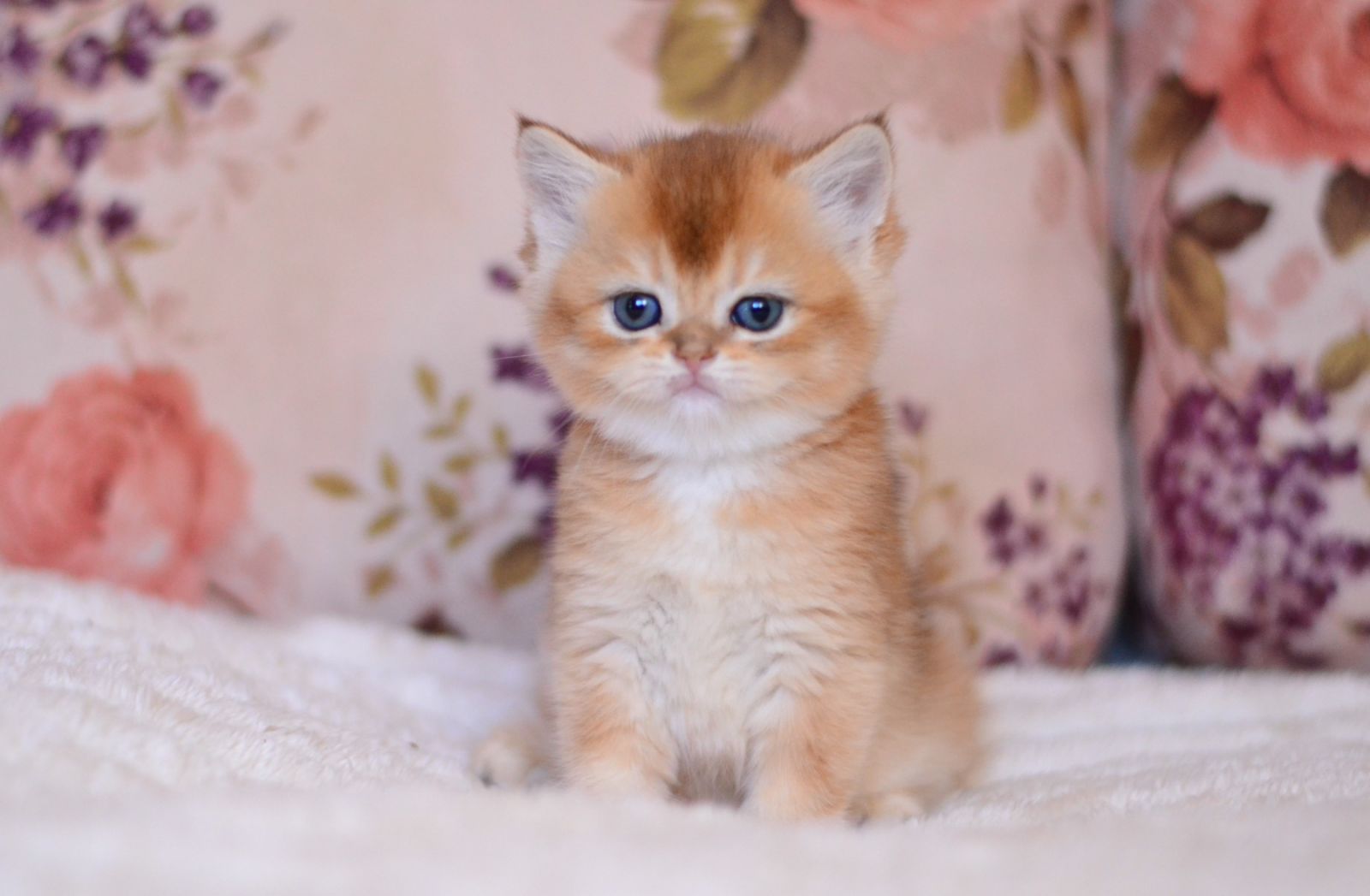 Aila British Shorthair female, black golden shaded