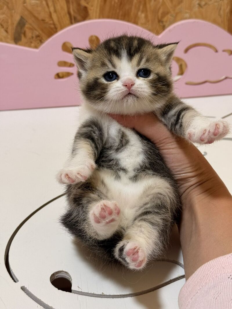 Fan Fan Scottish Straight male, black ticked tabby bicolour