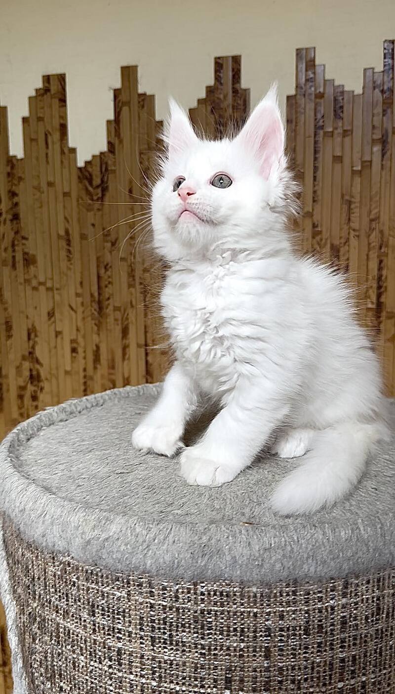 Umka Maine Coon polydactyl male, white