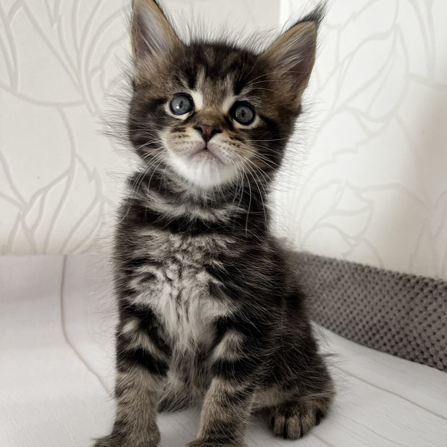 Irbus Maine Coon male, black tabby