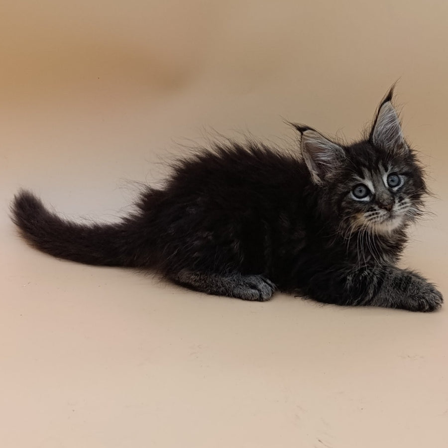 Orion Maine Coon male, black silver tabby