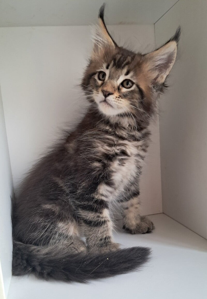 X-Archi Maine Coon male, black tabby