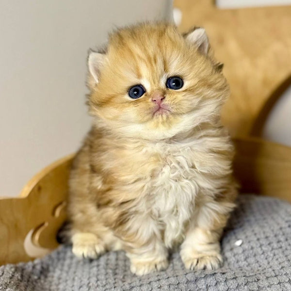 Nori Scottish Straight male, black golden tabby