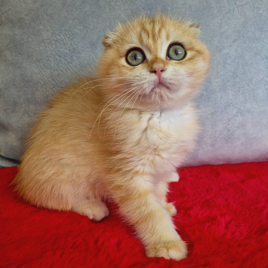 Maya Scottish Fold female, black golden chinchilla