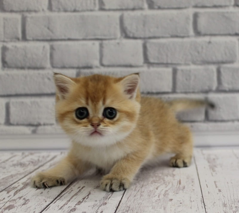 Garold Scottish Straight male, black golden ticked tabby