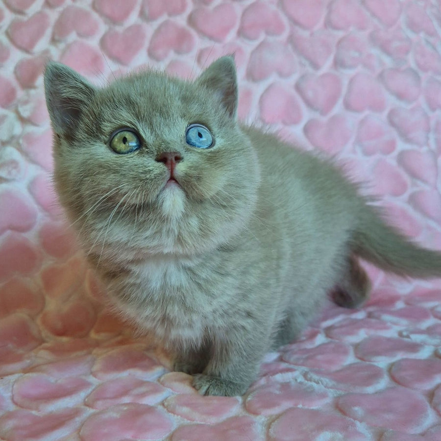 Jessica British Shorthair female, lilac with white