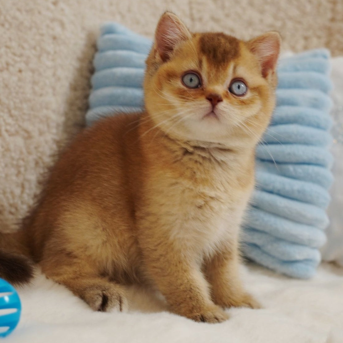 Wolf British Shorthair male, cinnamon ticked tabby with white