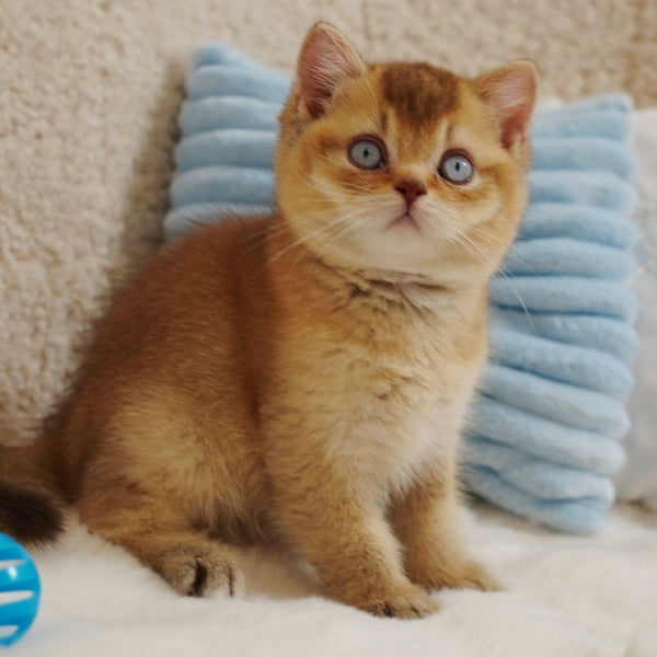 Wolf British Shorthair male, cinnamon ticked tabby with white