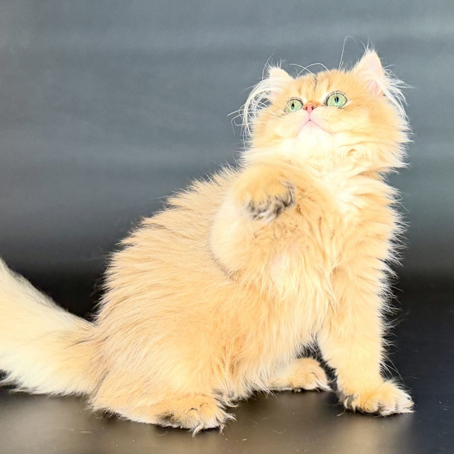 Varo British Longhair female, black golden shaded