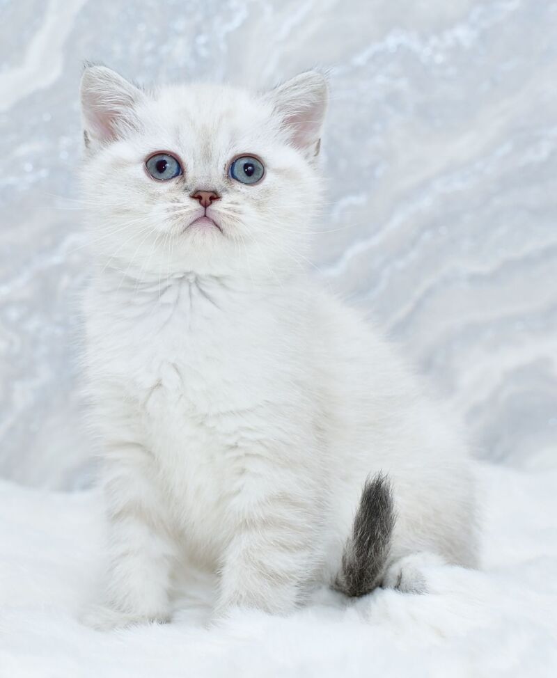 Jina Scottish Straight female blue tabby pointed - live animals