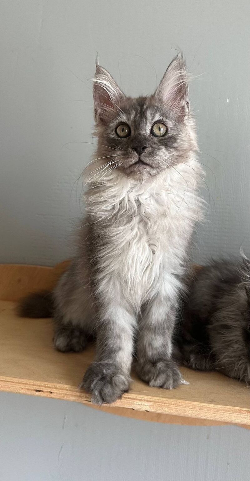 Nemo Maine Coon male black silver - live animals