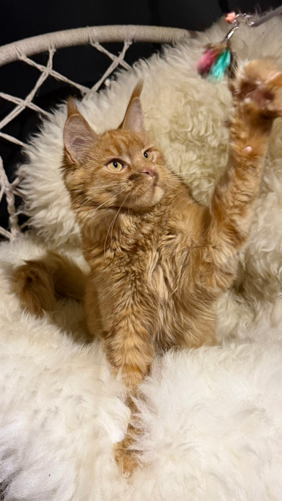 Foxy Maine Coon female, red