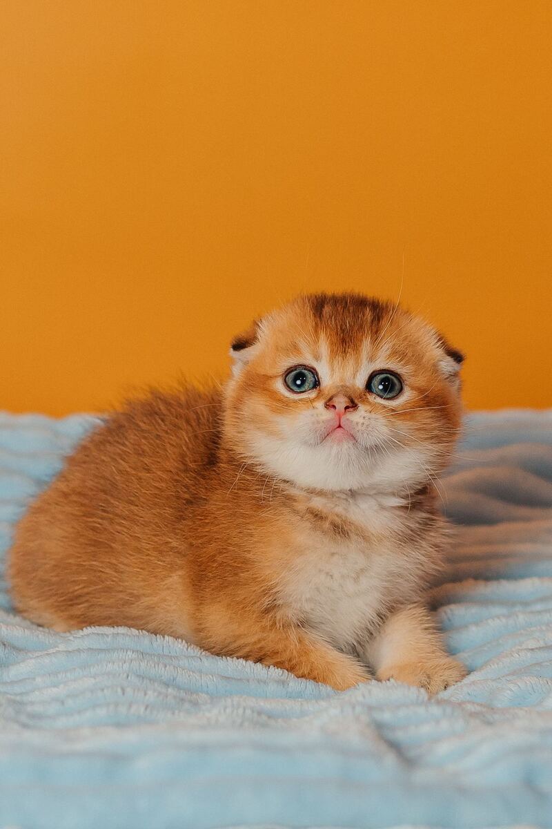 Vangog Scottish Fold male, black golden ticked tabby
