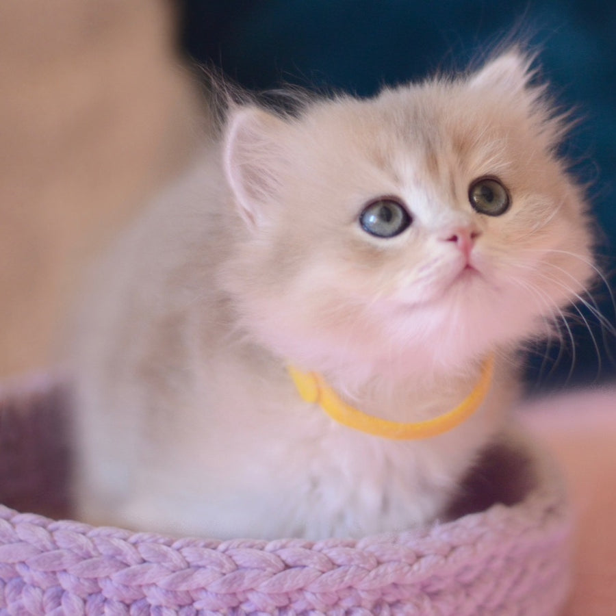 Yumi British Longhair male, blue golden chinchilla