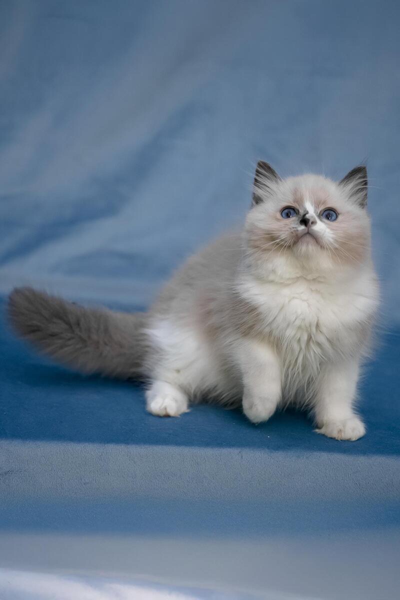 Niko Ragdoll male, blue mitted