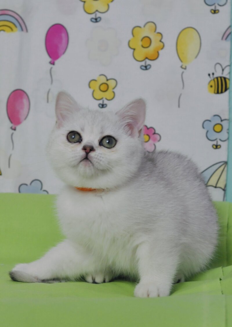 Kleo British Shorthair female black golden shaded - live animals
