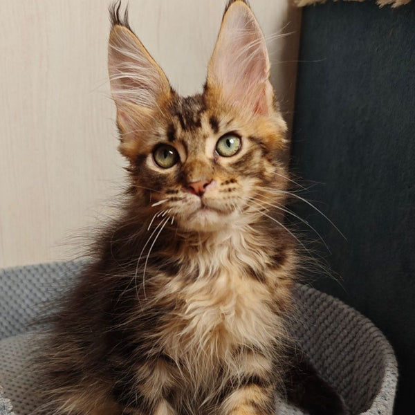 Zeppelin Maine Coon polydactyl 7x7x6x6 male, black tabby