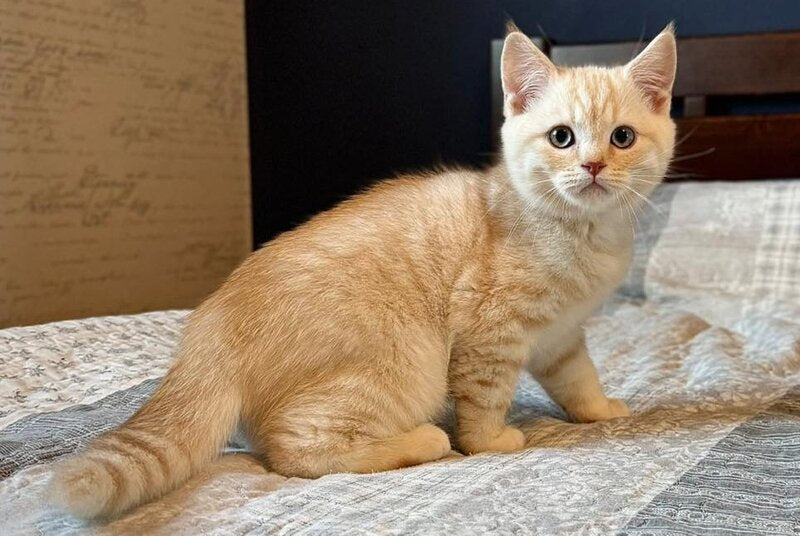 Jonos Scottish Straight male, cream silver spotted tabby