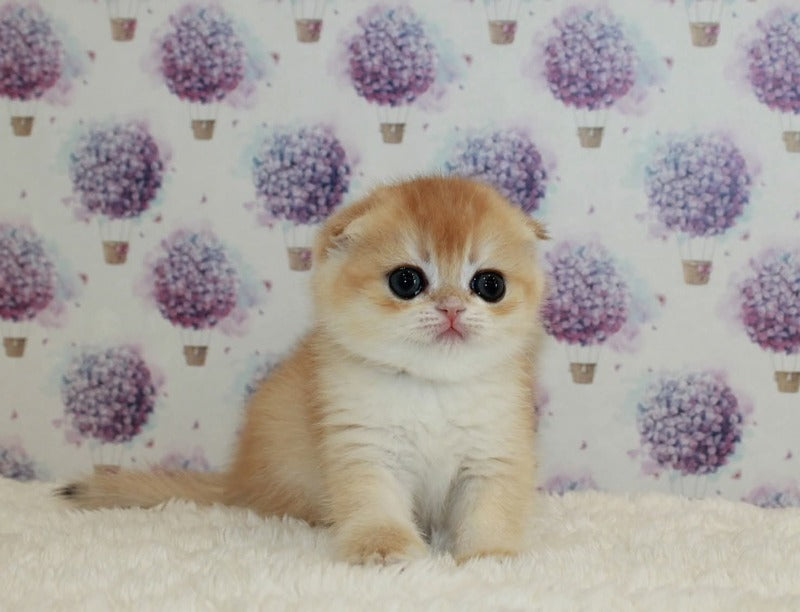 Juliet Scottish Fold female, black golden chinchilla